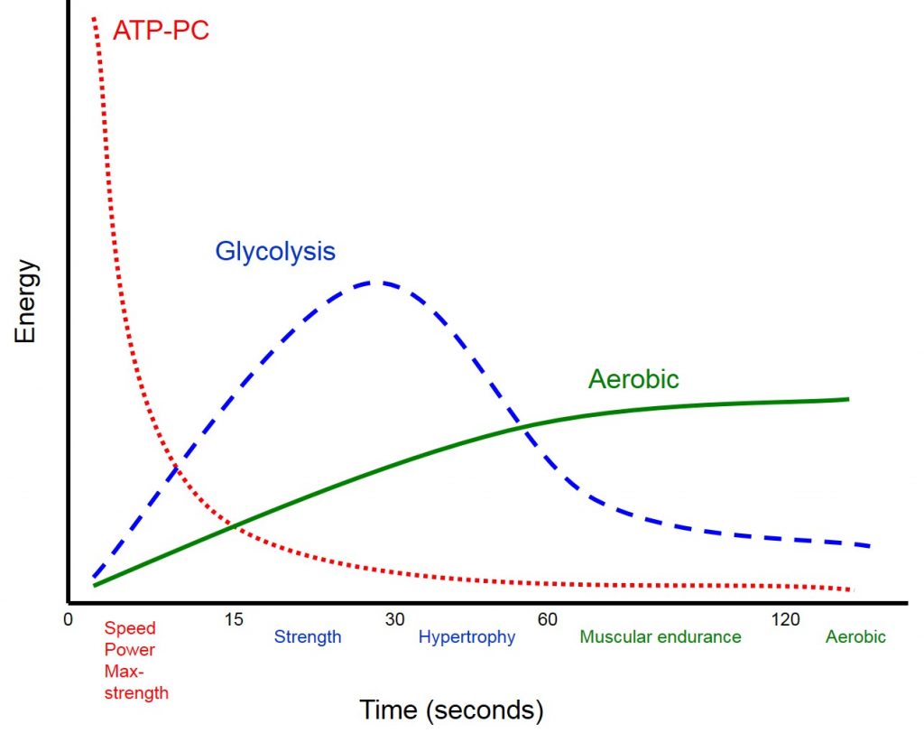 Incorporating Time-Under-Tension Workouts in Your Gym Routine – Transparent  Labs