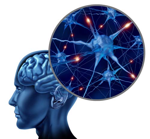 exercise behaviour forming neural pathways in the brain